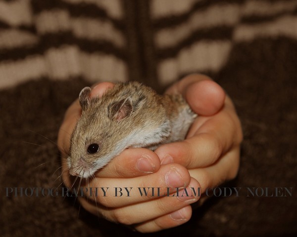 Chinese Hamster Hands