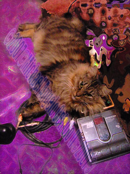 Roadie Cat: 5am