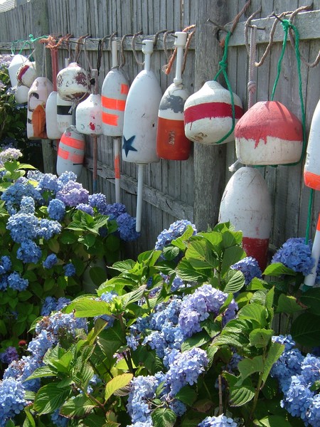 Buoys and Hydrangea