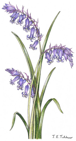 Bluebells
