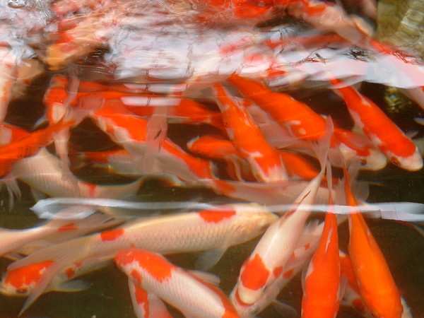Koi Carp (Feng Shui)