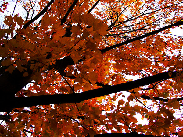 Red Leaves