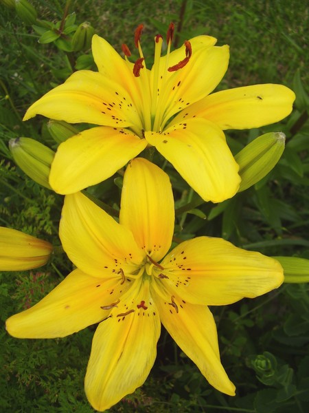 Blooming Tigers