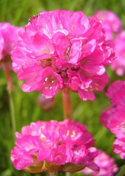 Pink Haze