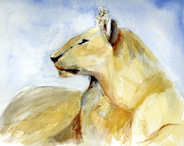 Lion in Wait