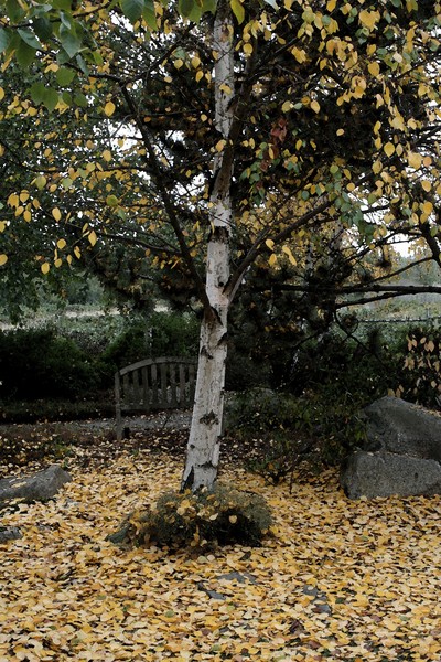 Aspen with Leaves