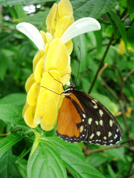 Butterfly on Yellow Flower