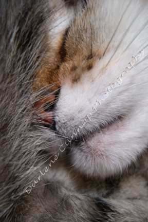 Boo Boo asleep