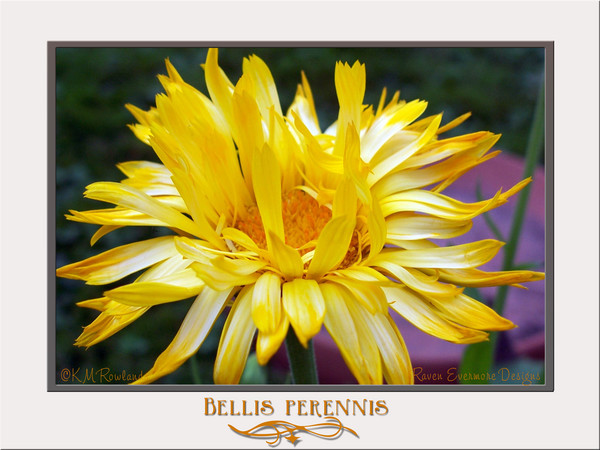 Delicate Daisy