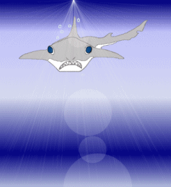 Sharkbite