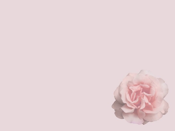 Rose - Wallpaper