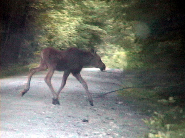 Baby moose