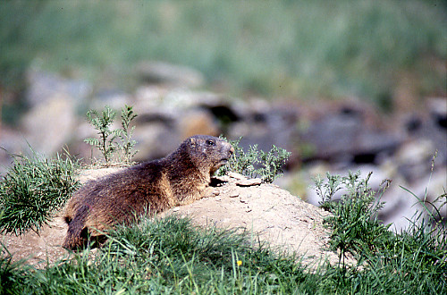 Marmot