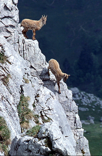 Chamois2