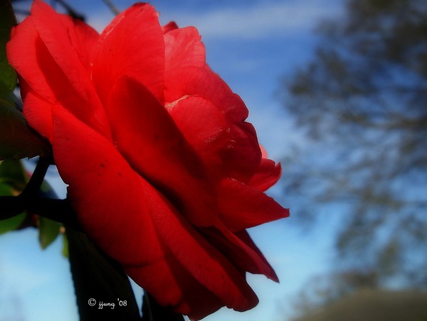 Nature's Melody  (Louisiana Red Camillia)