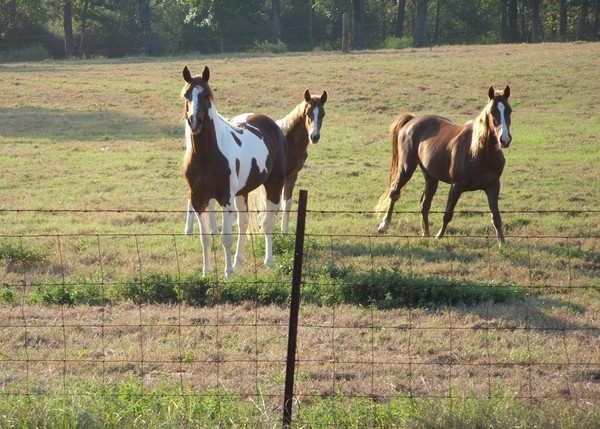 Three horses