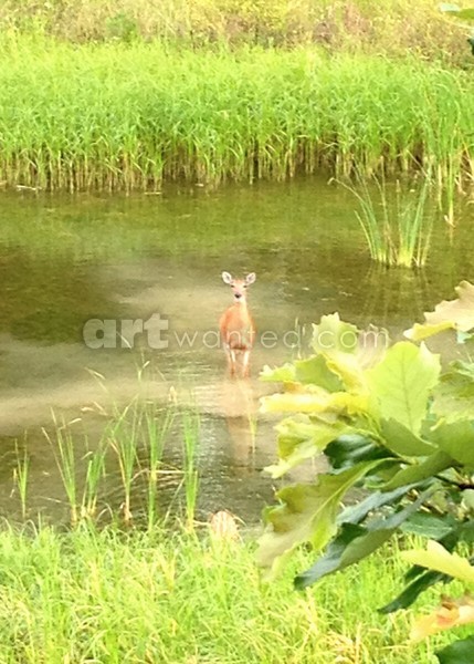 My little deer