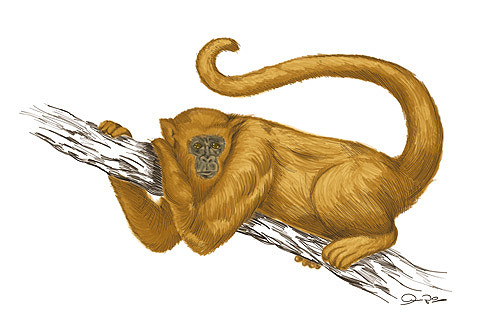 Monkey
