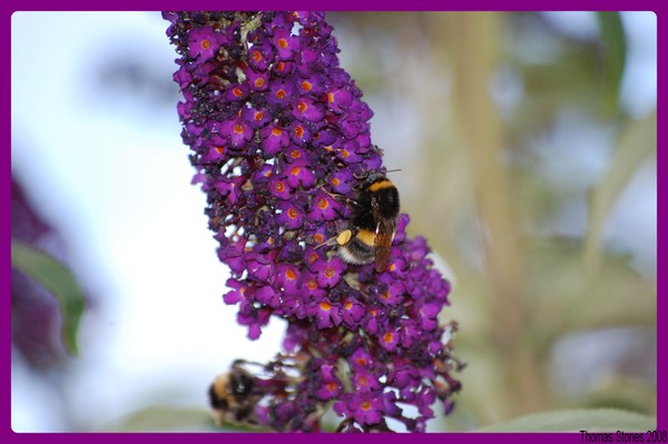 the busy bee