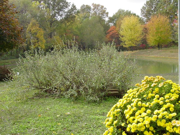 Autumn Landscape