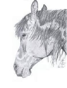 Arab Head Study