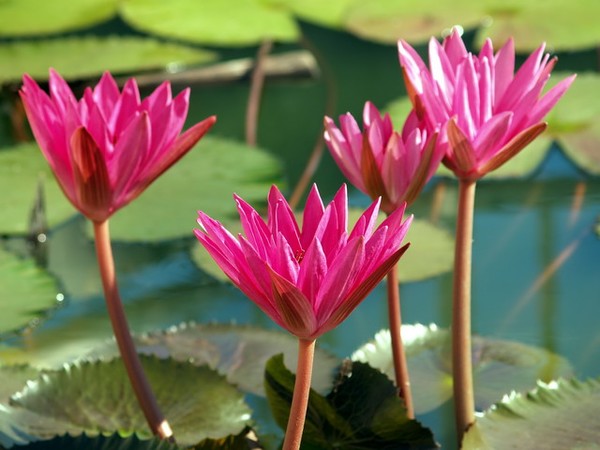 Water Lilly
