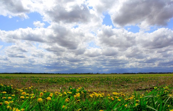 Spring Skies