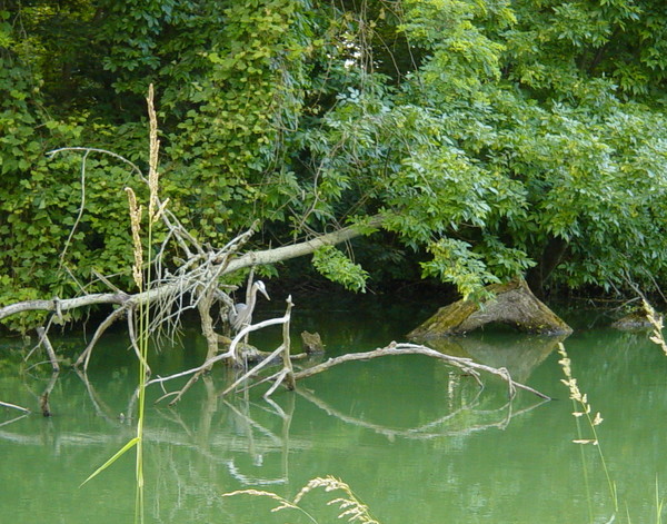 Heron on Canal