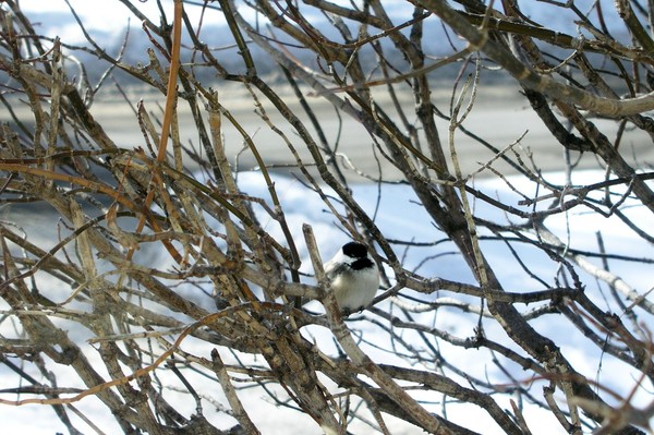 Chickadee
