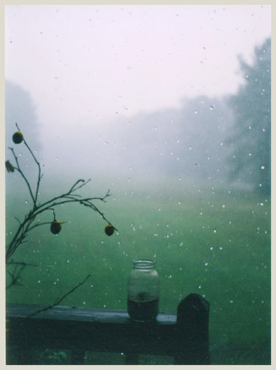 Lemon Tree Rain
