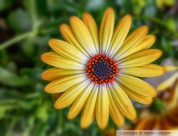 Yellow Flower
