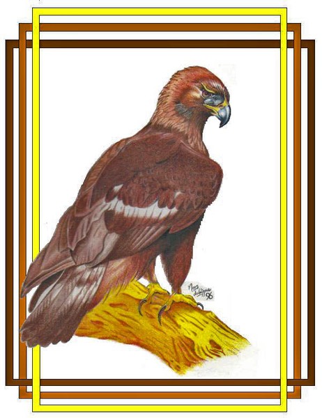 Golden Eagle
