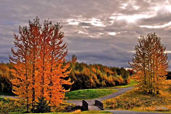 Golden Poplars !