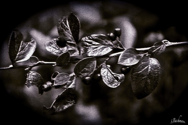  Stone leaves !