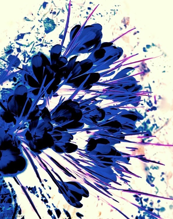 Blue Crocus.