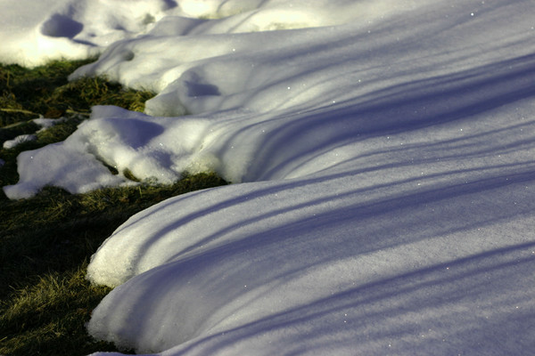 zebra snow