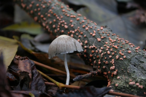 Funghi