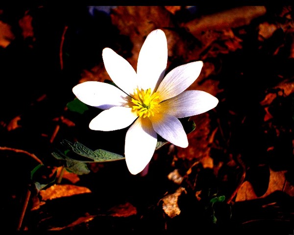 floramono