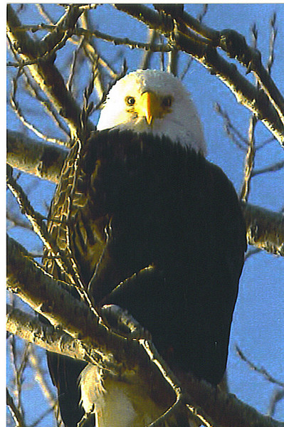 EAGLES IN CT