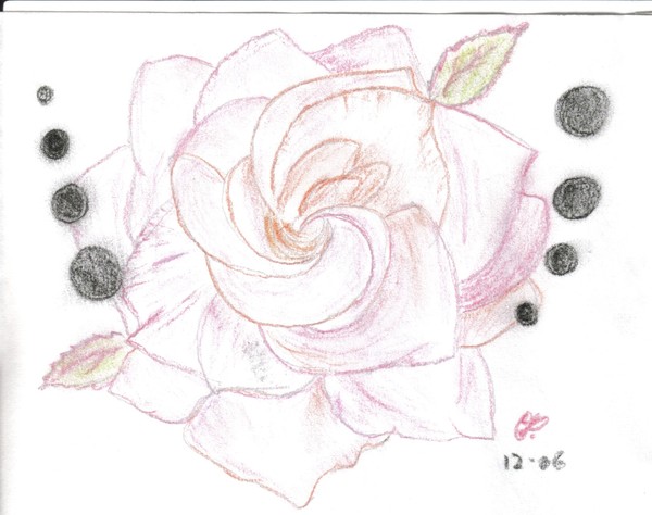 rose bloom