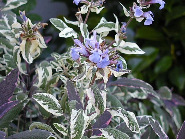 Flowering Sage 1