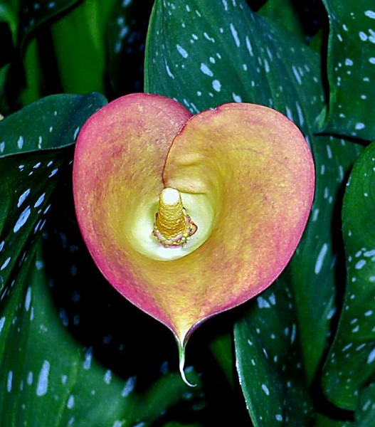 I Love Callas
