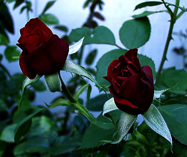 Twin Beauties