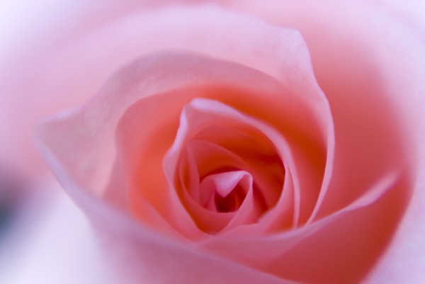 Glowing Pink Rose
