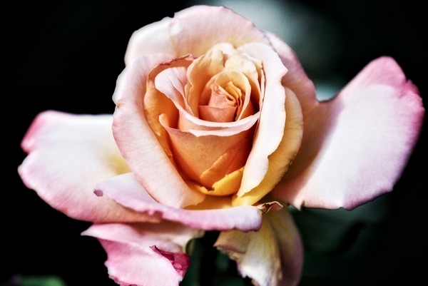 Hallelujah Rose