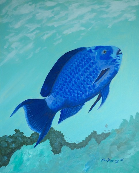 Blue Parrotfish