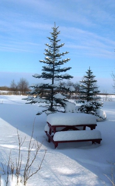 Winter picture