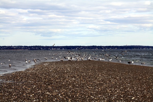 Feeding time at the point