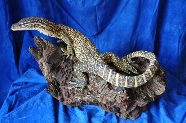 Sand Monitor