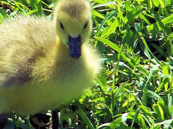 Little one